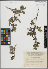 Foto von Salix arctica Pall.